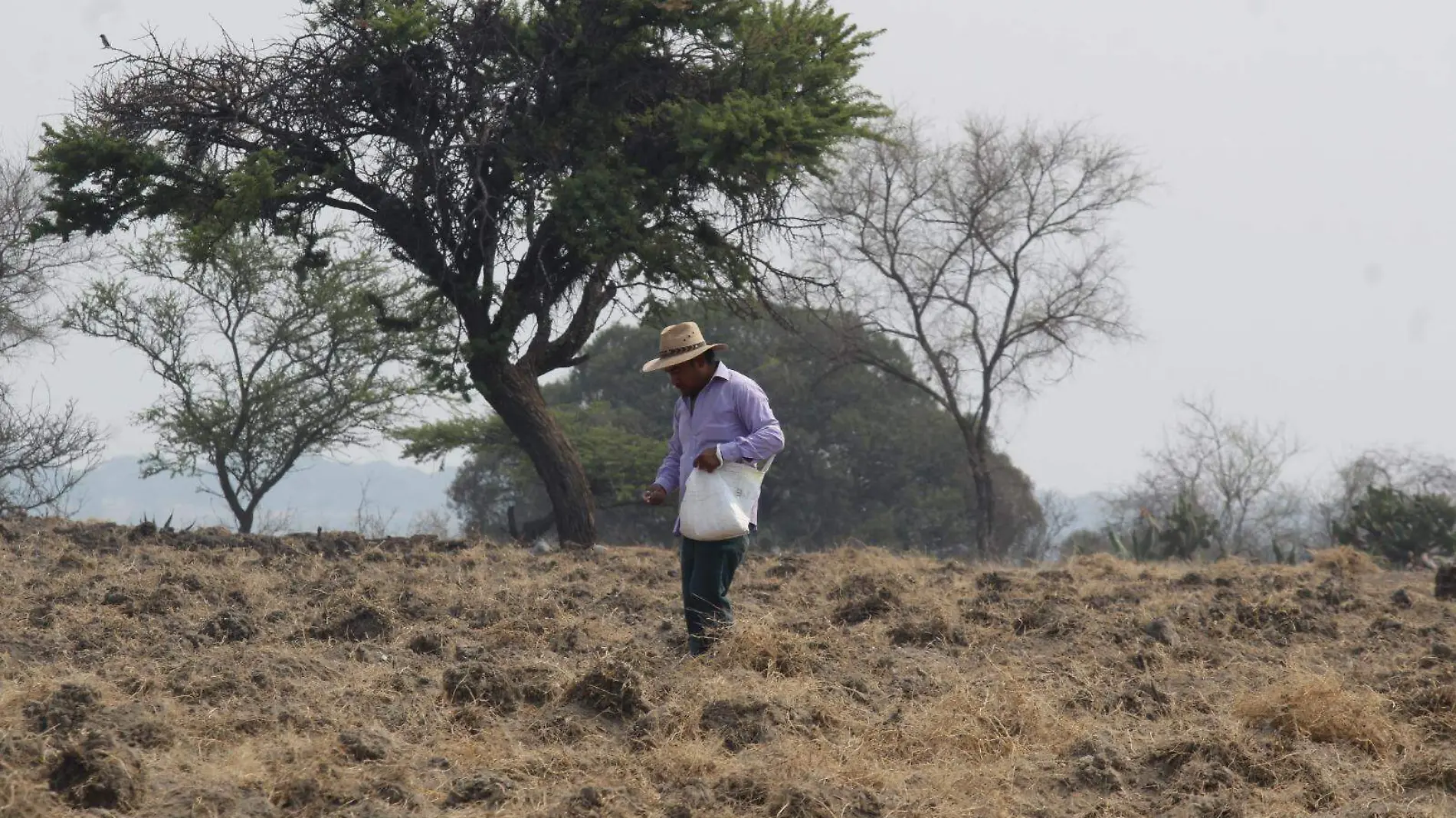 Apoyos por sequías y plagas en Puebla